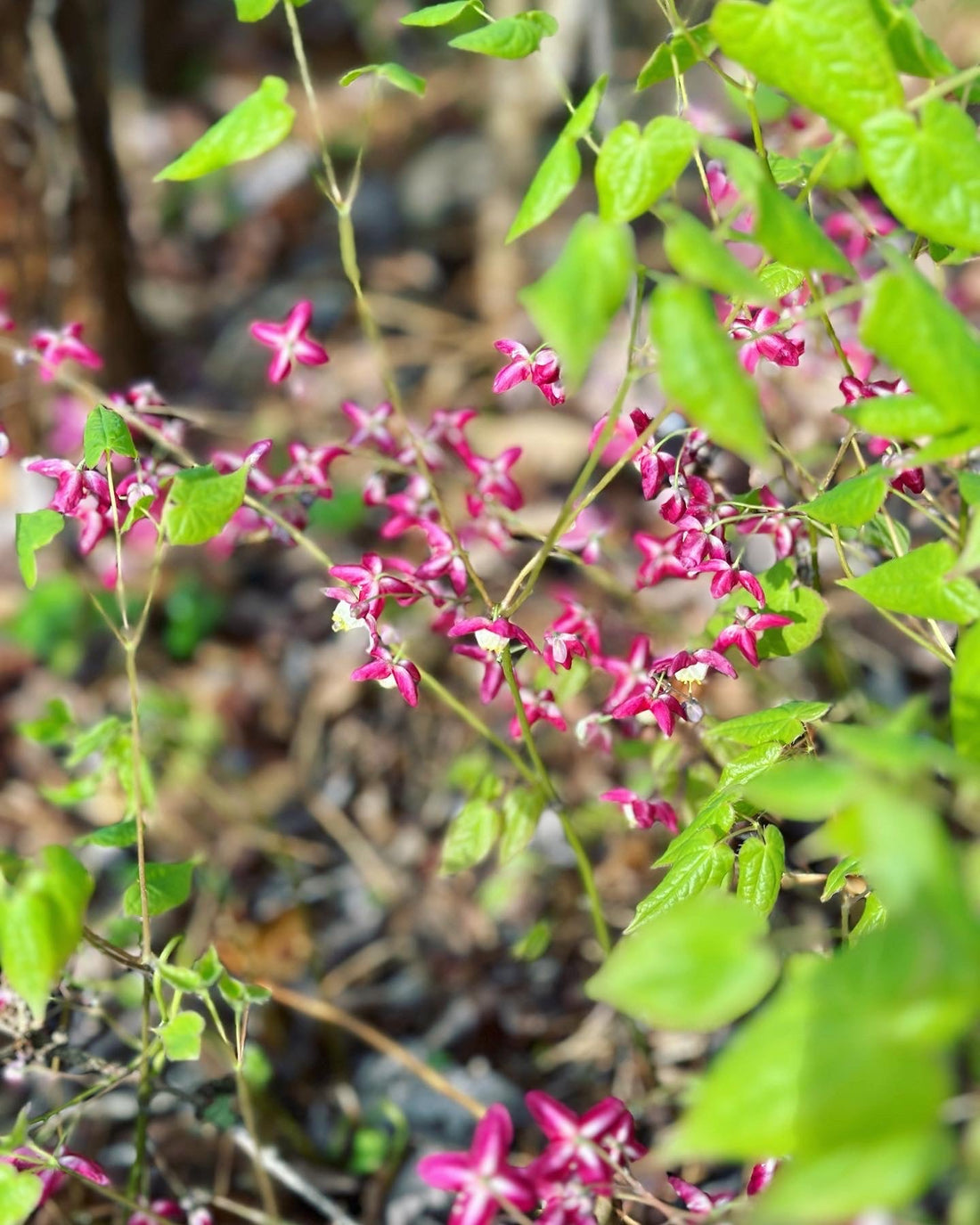 Spring has Sprung - Gem City Mercantile